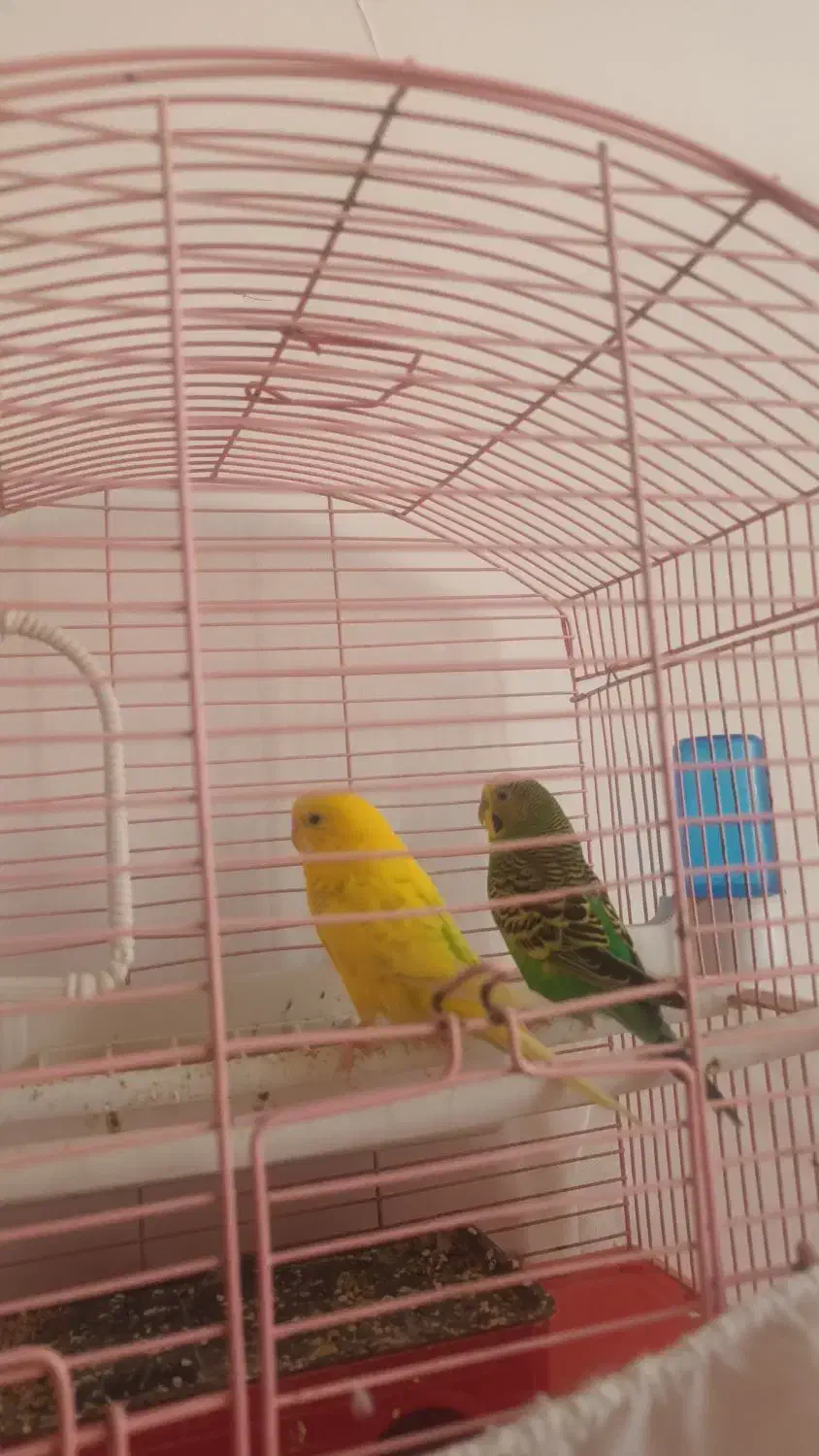 مرغ عشق|پرنده|ملارد, |دیوار