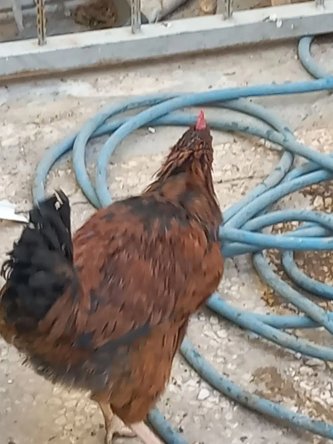 دو خروس|حیوانات مزرعه|قم, قلعه عموحسین|دیوار