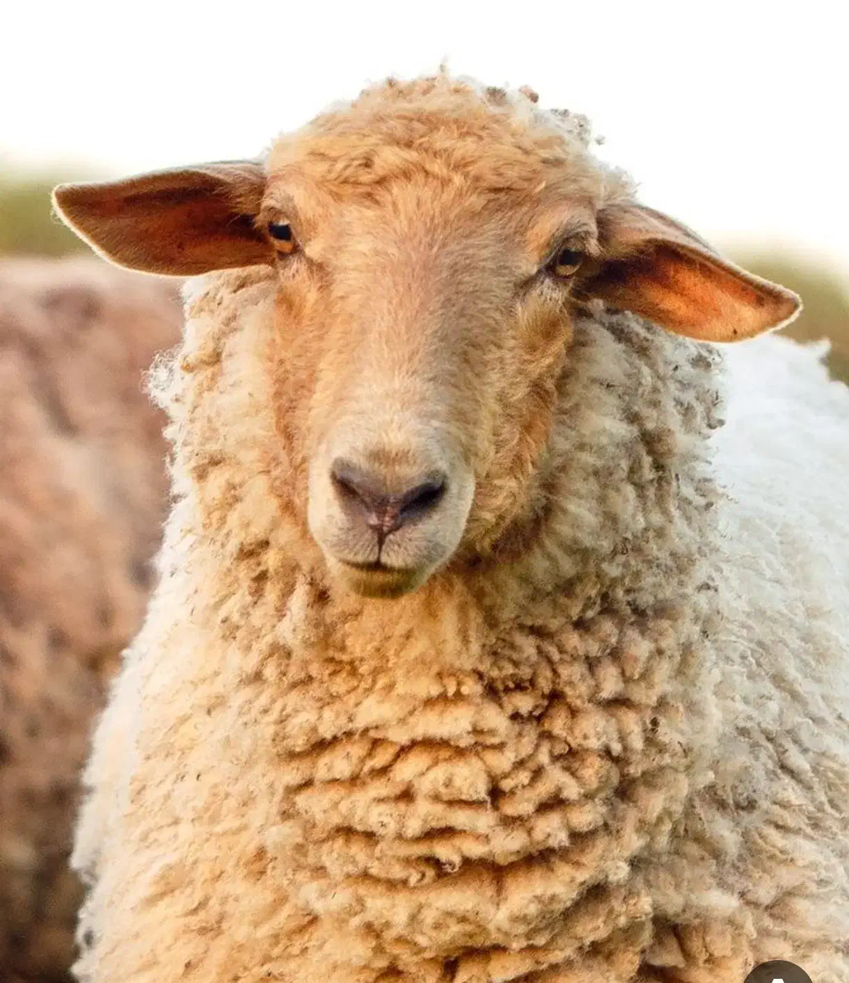 شمال /شرق/جنوب/غرب/زنده بهداشتی گوسفند|حیوانات مزرعه|ری, دیلمان|دیوار