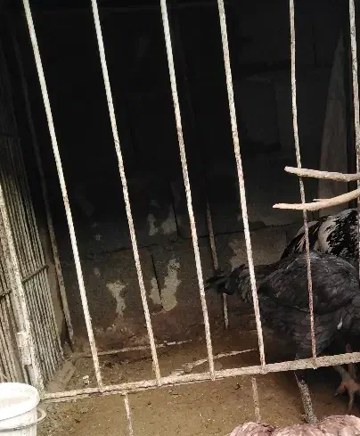 2عدد قفس لاری 1پارک سگ|لوازم جانبی حیوانات|سنندج, |دیوار