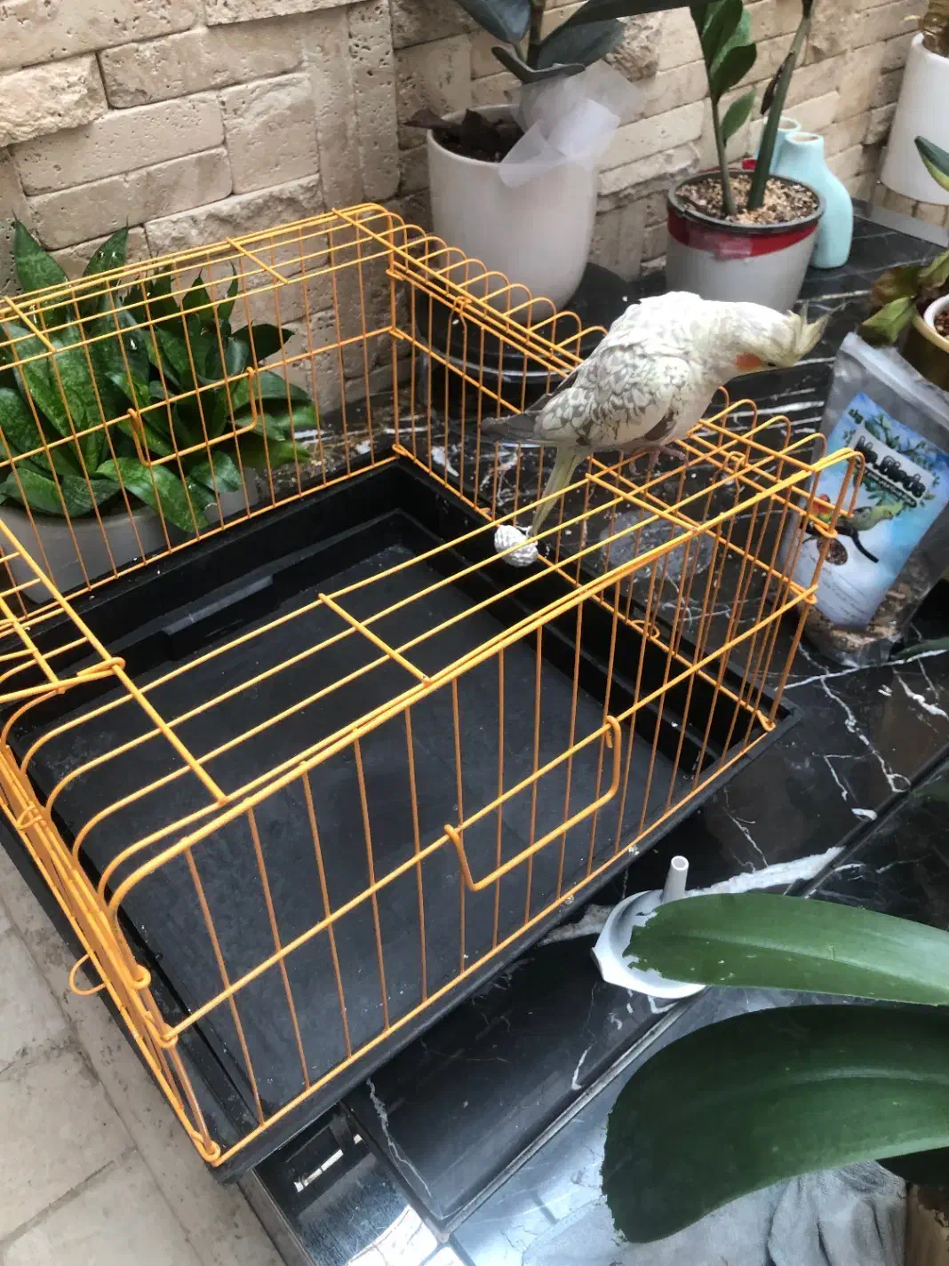 پرنده|پرنده|تهران, پاسداران|دیوار