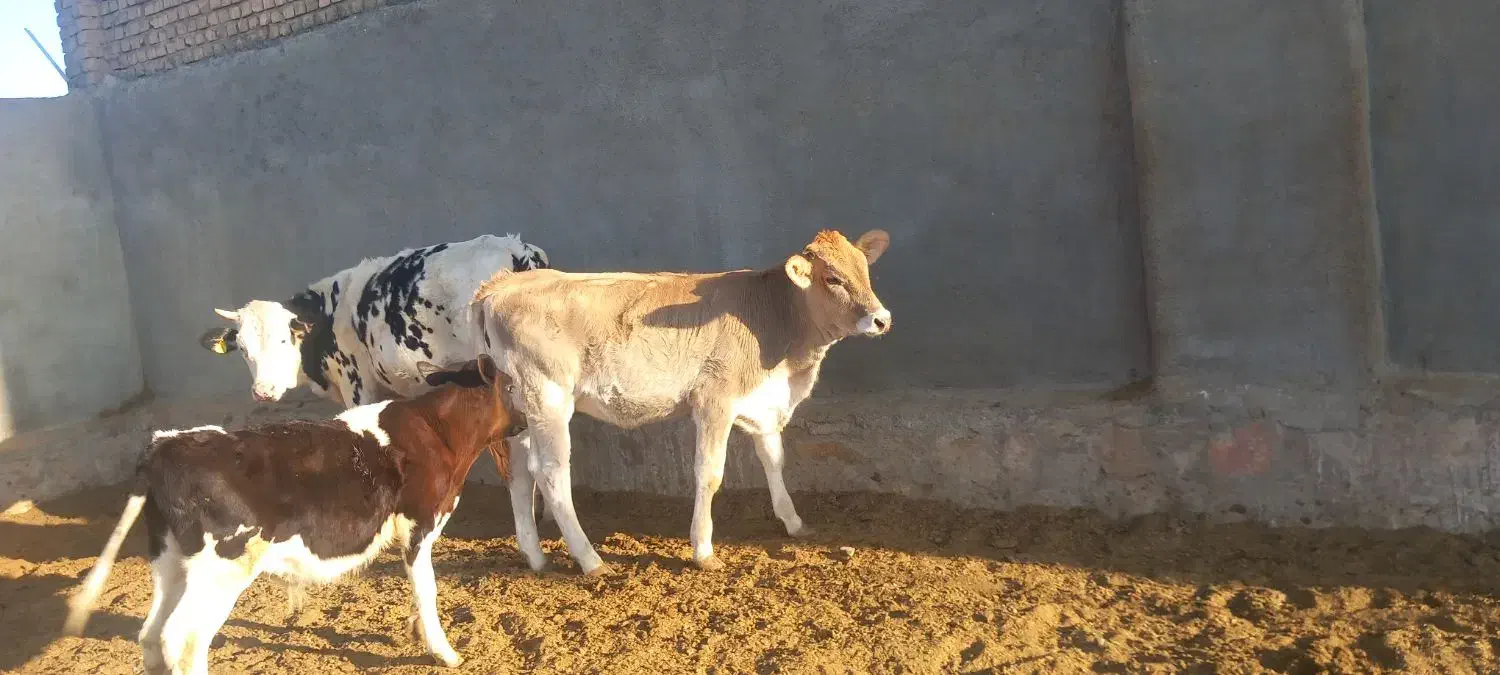 گوساله و گاو شیری|حیوانات مزرعه|باشتین, |دیوار