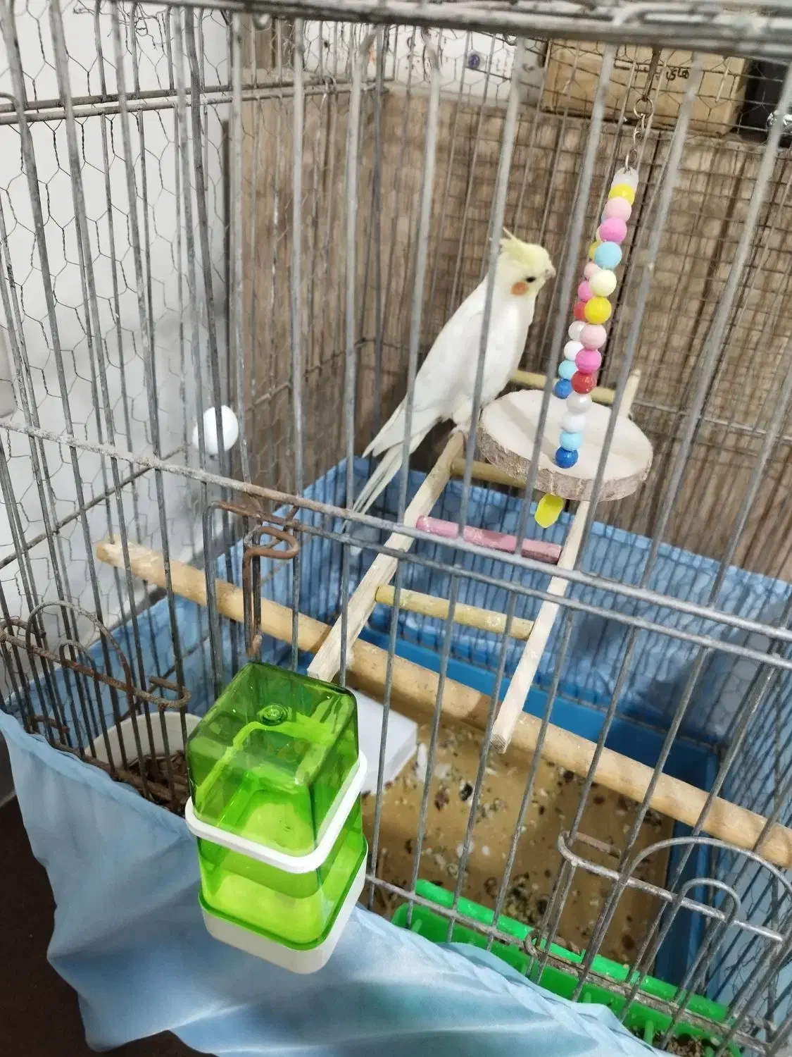 عروس هلندی نر با قفس و متعلقات|پرنده|قم, شهرک مهدیه|دیوار