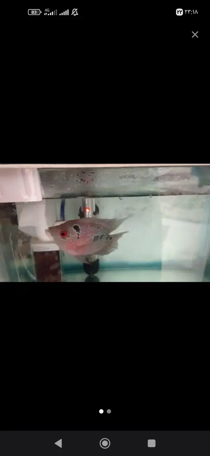 ماهی آکواریومی|ماهی|اردبیل, |دیوار