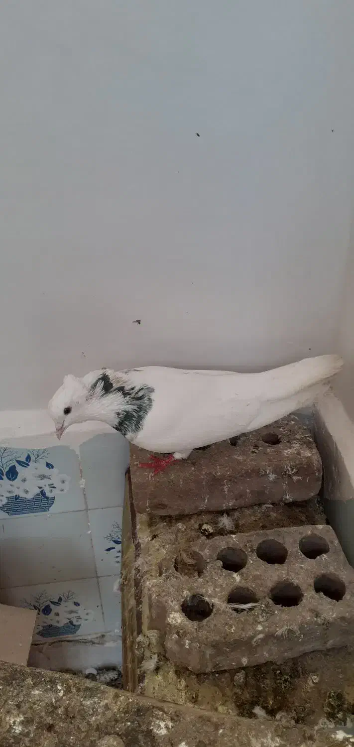 کبوتر|پرنده|مرند, |دیوار