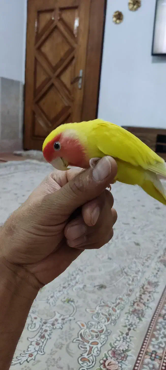 کوتوله|پرنده|مشهد, محمدآباد|دیوار