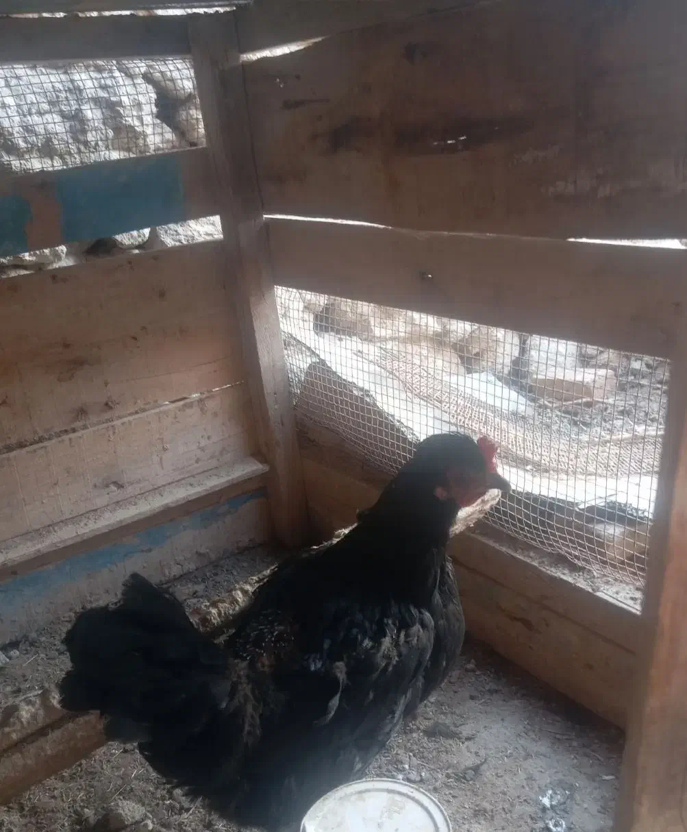 مرغ شهری|حیوانات مزرعه|قشم, |دیوار