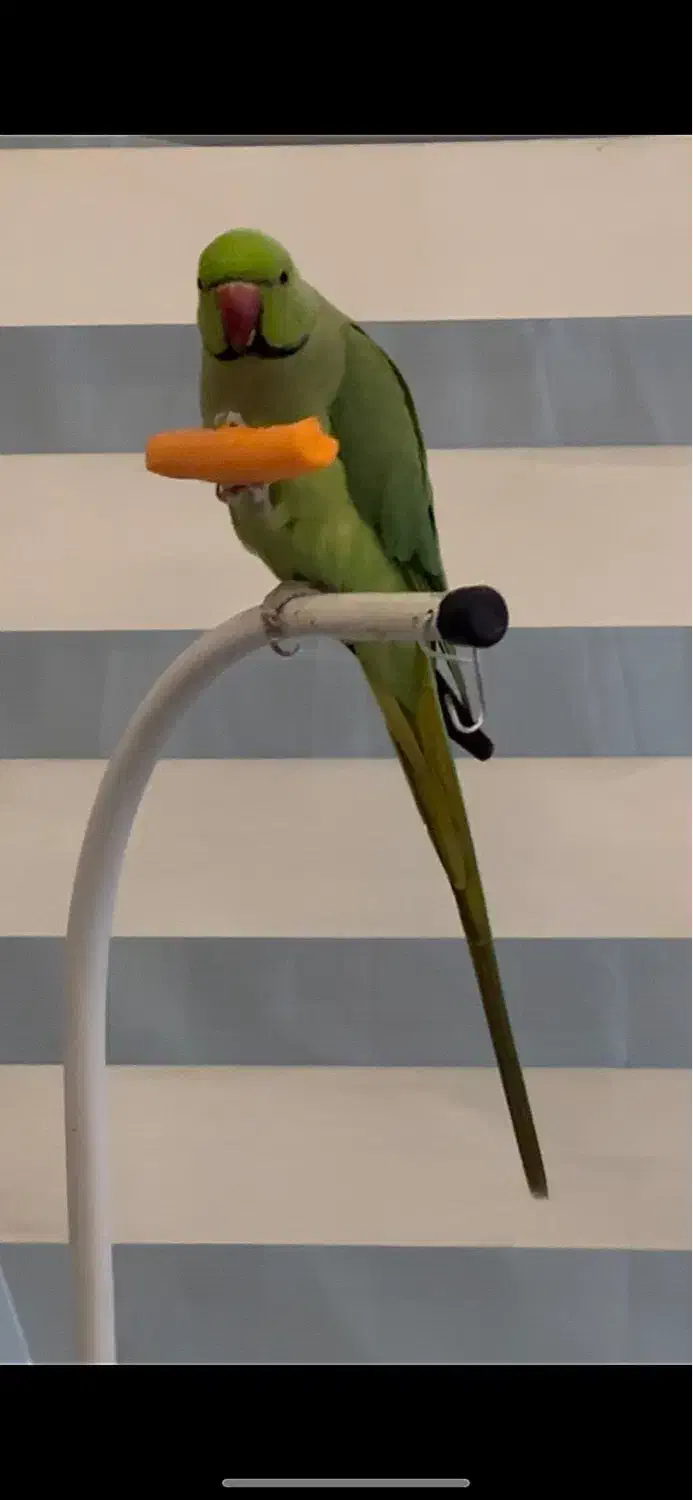 طوطی ملنگو گمشده مـژدگـانـی|پرنده|مشهد, دانشجو|دیوار