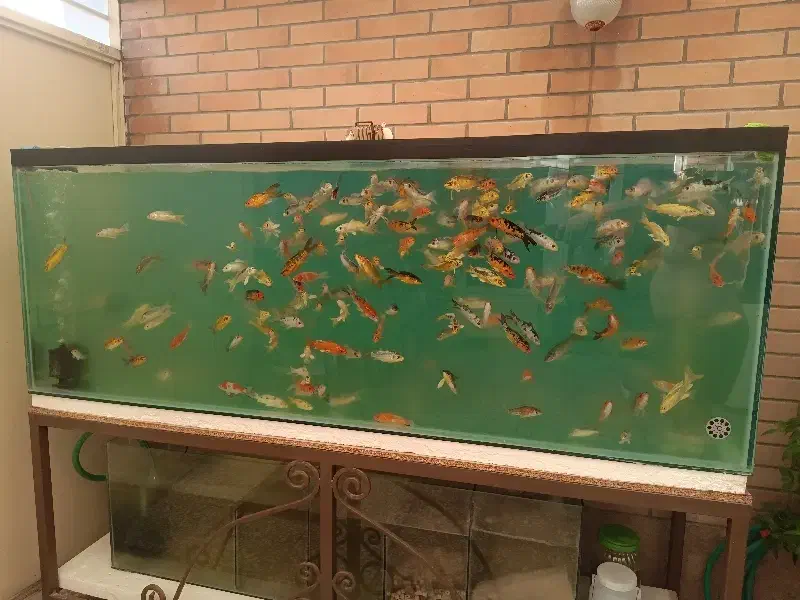 ماهی کوی سوپر باله|ماهی|اصفهان, باتون|دیوار