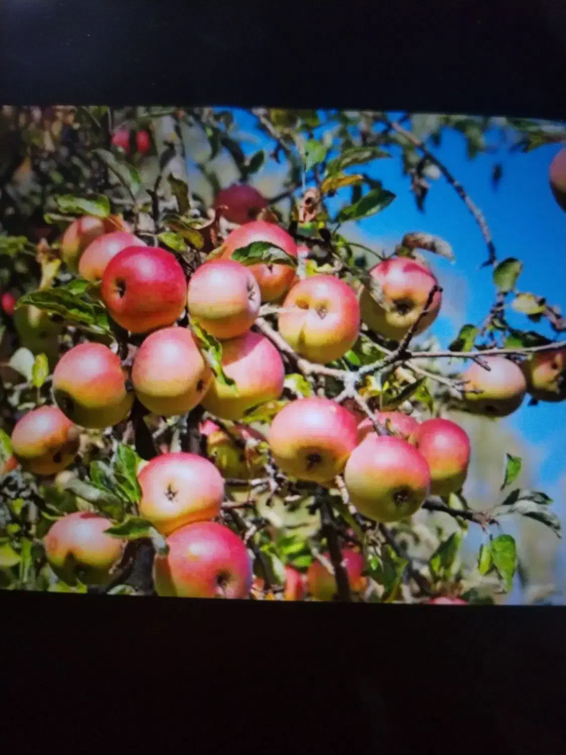 25نفرکارگر جهت سیب همه خانواده. خودمم سرکارگرم|خدمات باغبانی و درختکاری|پیرانشهر, |دیوار