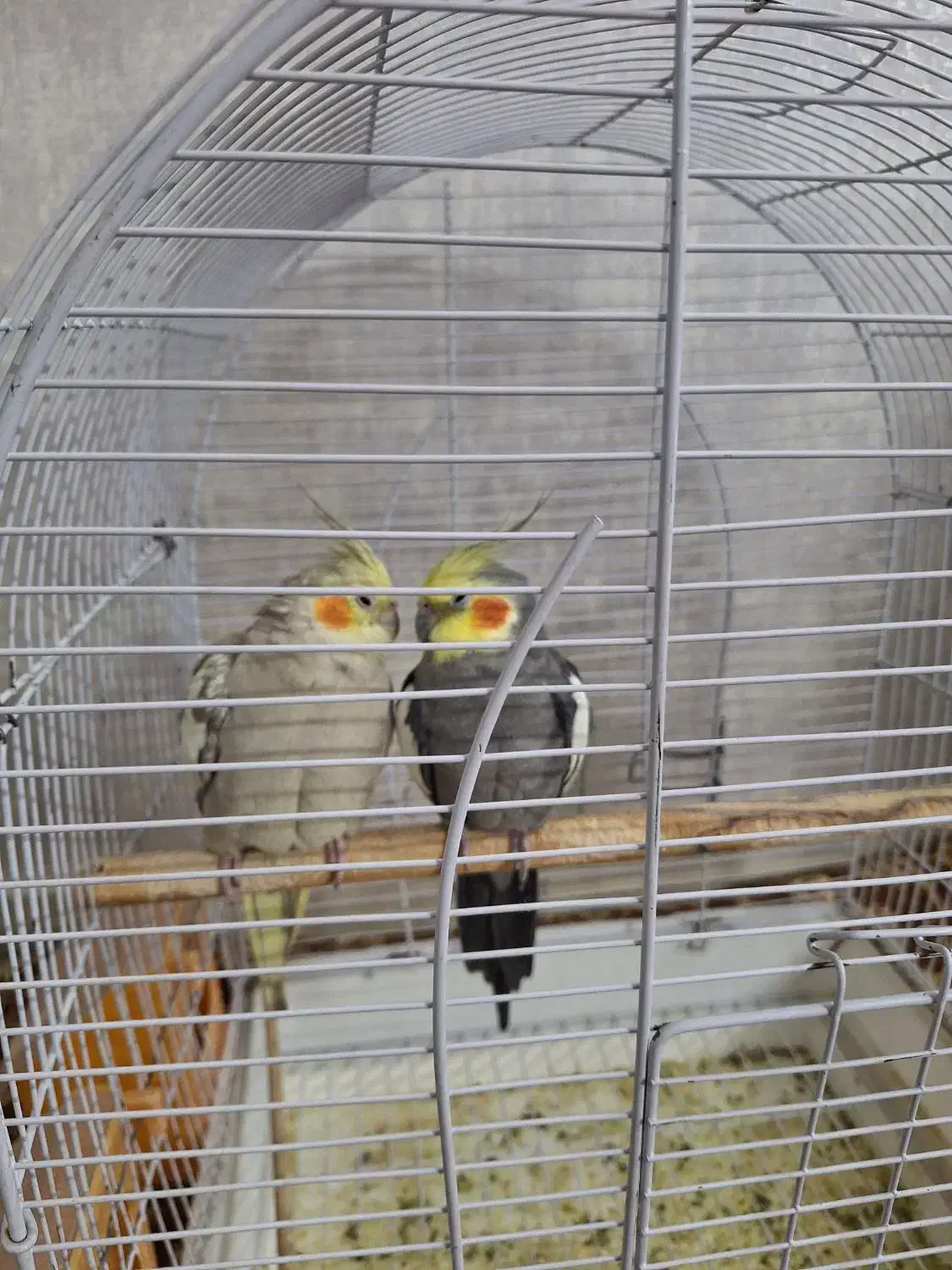 عروس هلندی بالغ|پرنده|شاهین‌شهر, طالقانی|دیوار