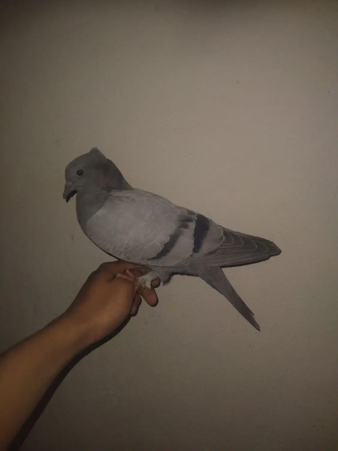 فروشی|کیف، کفش، کمربند|بم, |دیوار