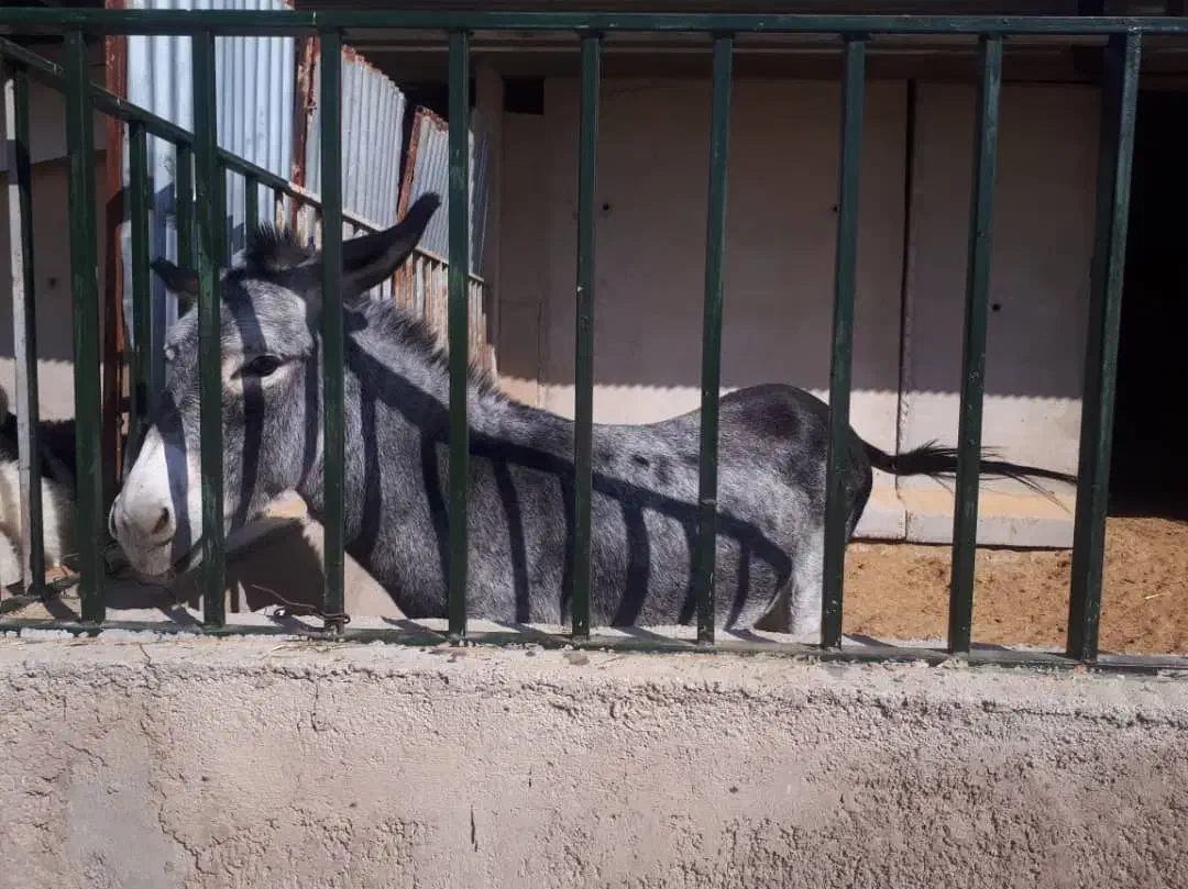 الاغ ( خرماده باکره)|حیوانات مزرعه|زرقان, |دیوار