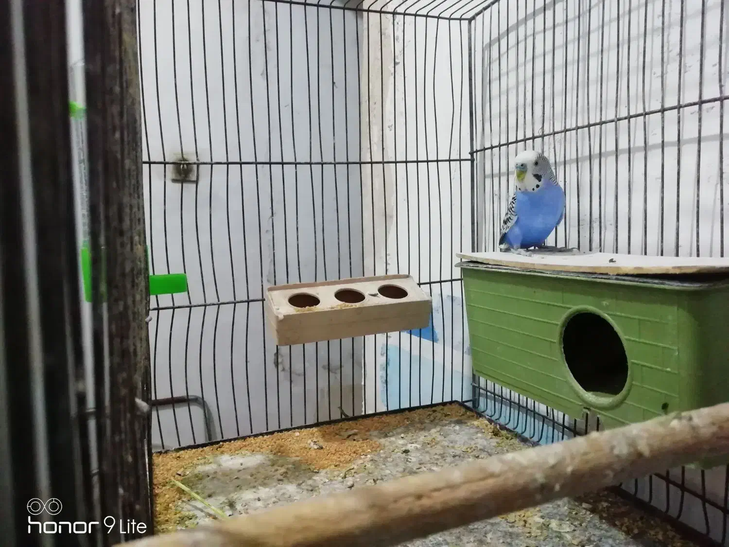 فروش یک جفت مرغ عشق|پرنده|داراب, |دیوار