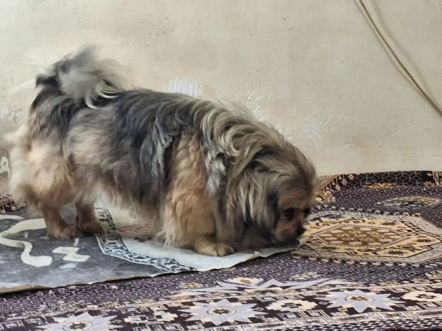 توله نژاد پکنیز|سگ|رامیان, |دیوار