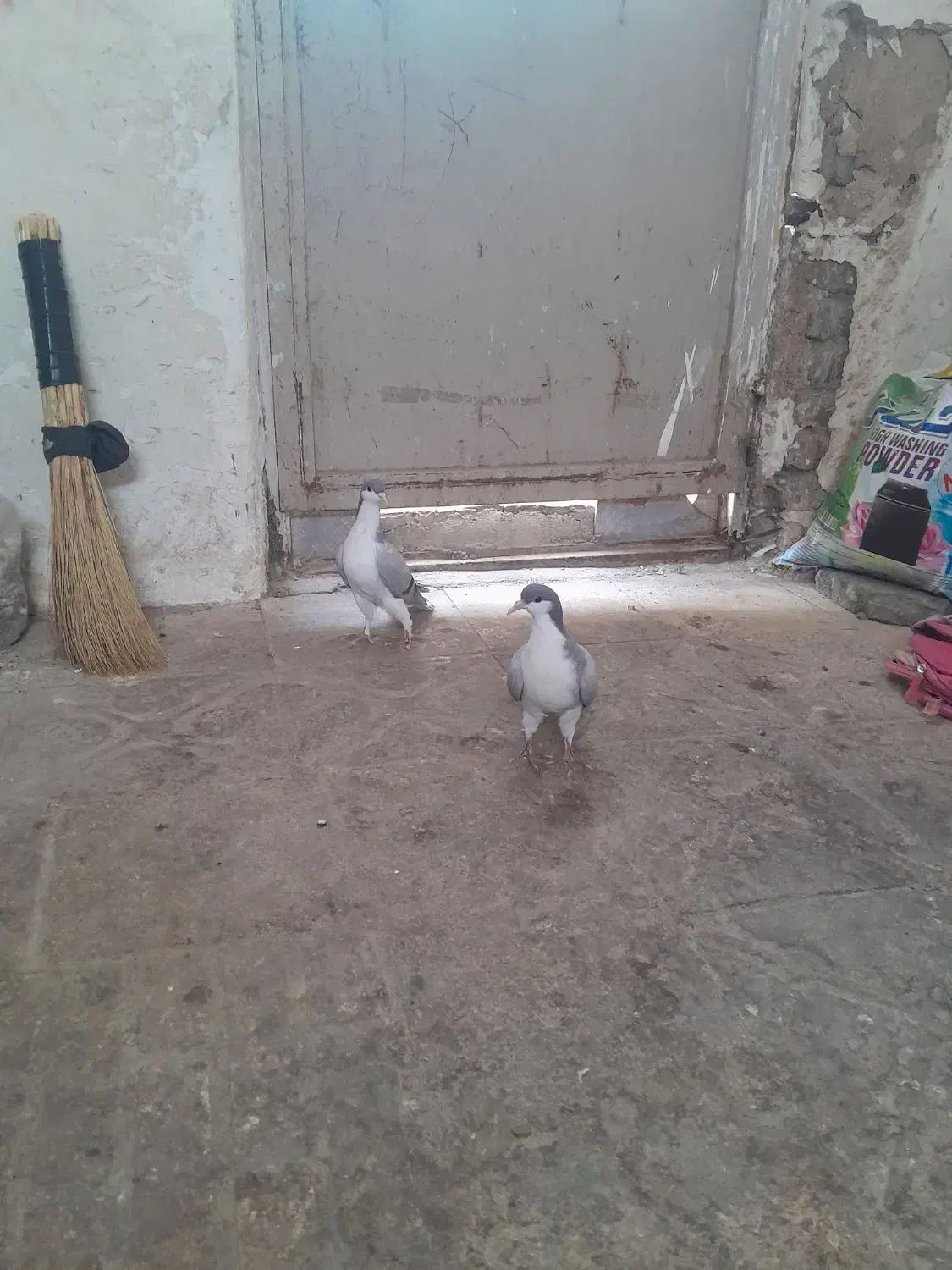 بدرنگ کبود موقلف|پرنده|اقبالیه, |دیوار