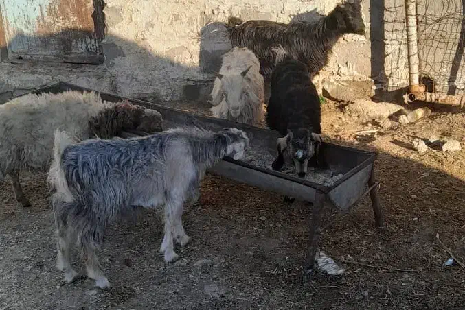 چپش جفتی 8200|حیوانات مزرعه|آبدانان, |دیوار