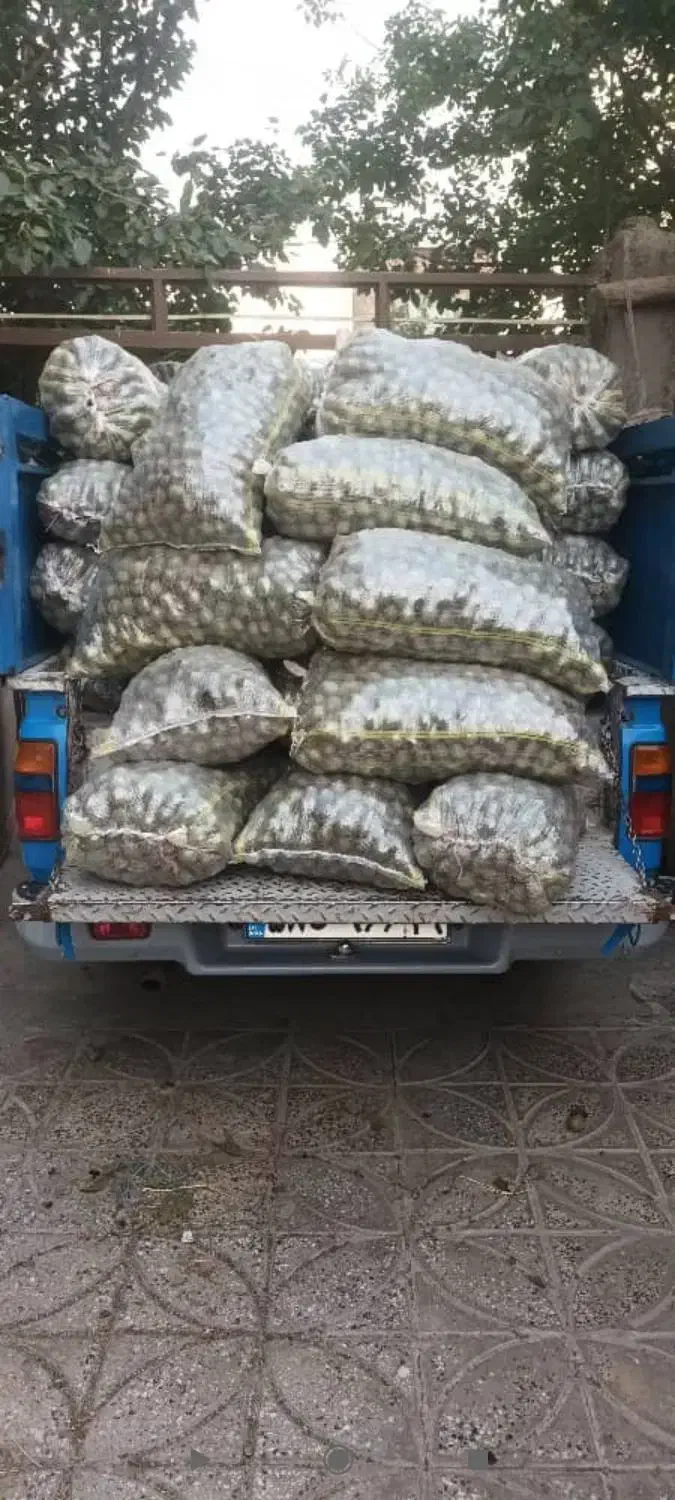 گردو/سفید/مغز/ارگانیک/عمده|خوردنی و آشامیدنی|رشت, کاکتوس|دیوار