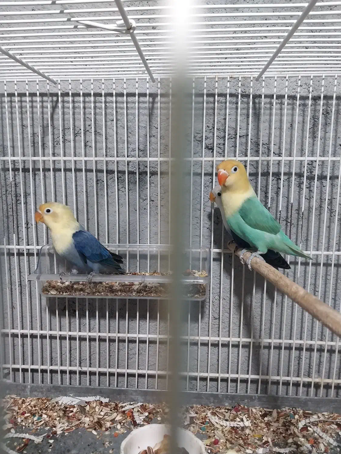 کتوله برزیلی فروشی|پرنده|میناب, |دیوار