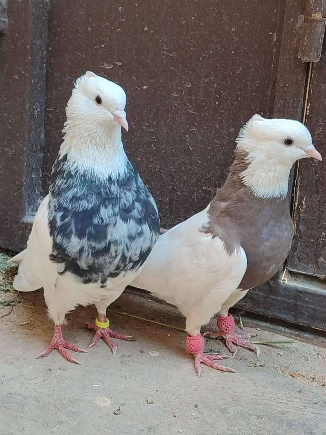 کفتر طوقی|پرنده|حمیدیا, |دیوار