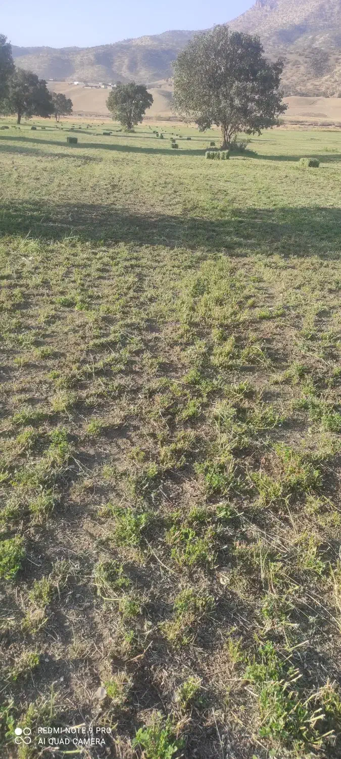 یونجه|حیوانات مزرعه|خرم‌آباد, |دیوار