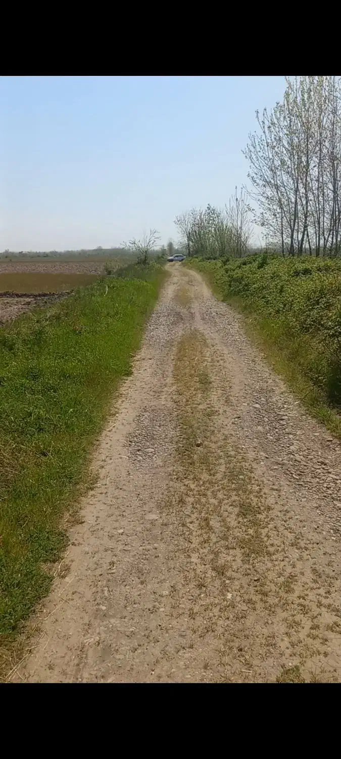 ۶۳۰۰ متر زمین کشاورزی برنج / لاهیجان|فروش زمین و ملک کلنگی|رودبنه, |دیوار