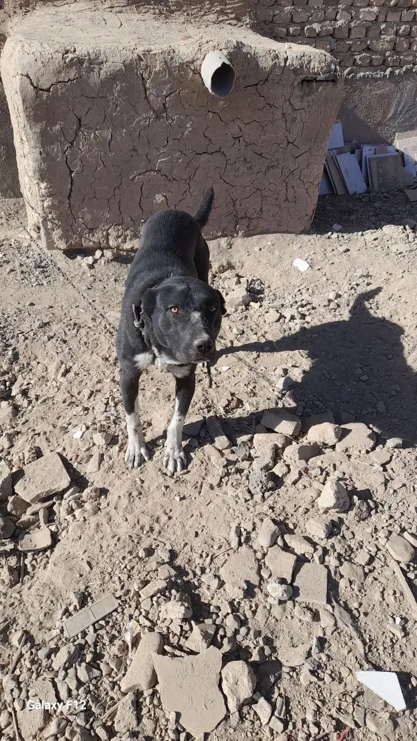 سگ باغ|سگ|قوچان, |دیوار