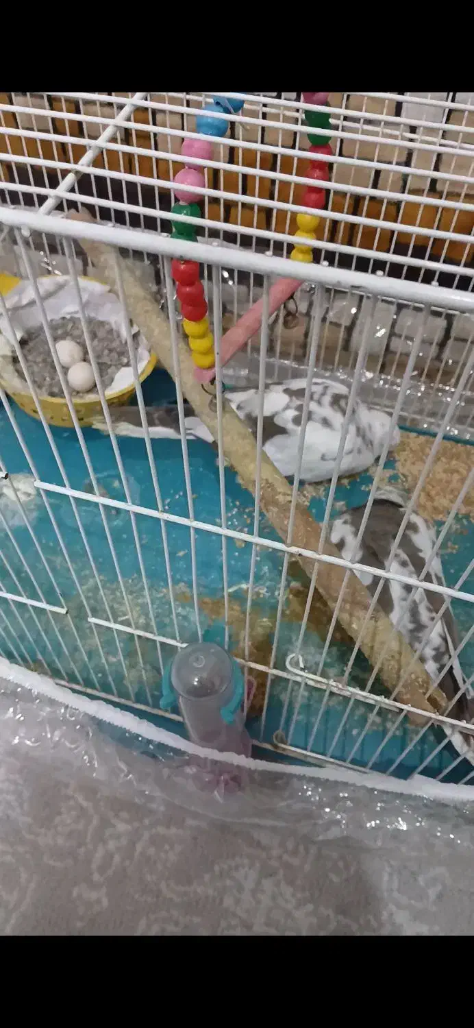 کبوتر ابلق|پرنده|مشهد, حضرت حجت|دیوار