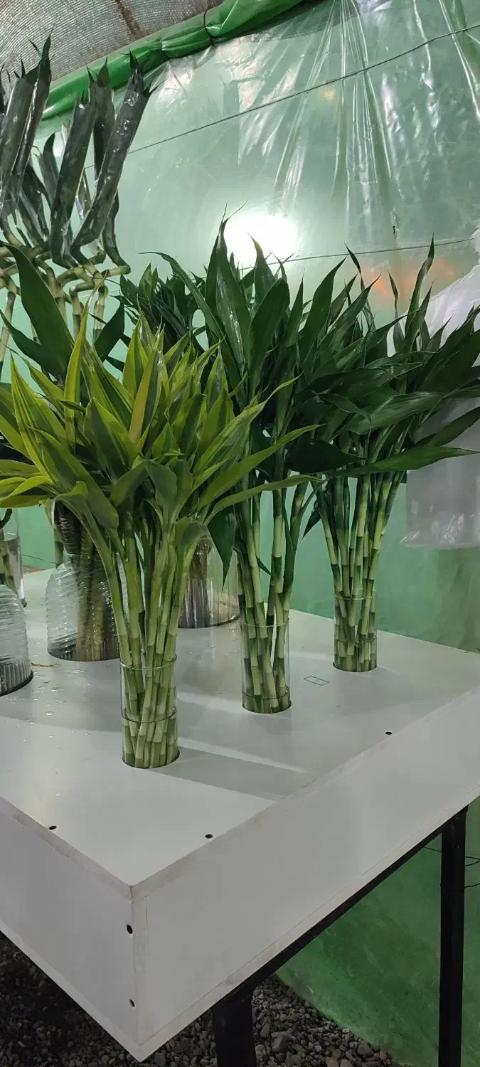 بامبو|گل و گیاه طبیعی|جیرفت, |دیوار