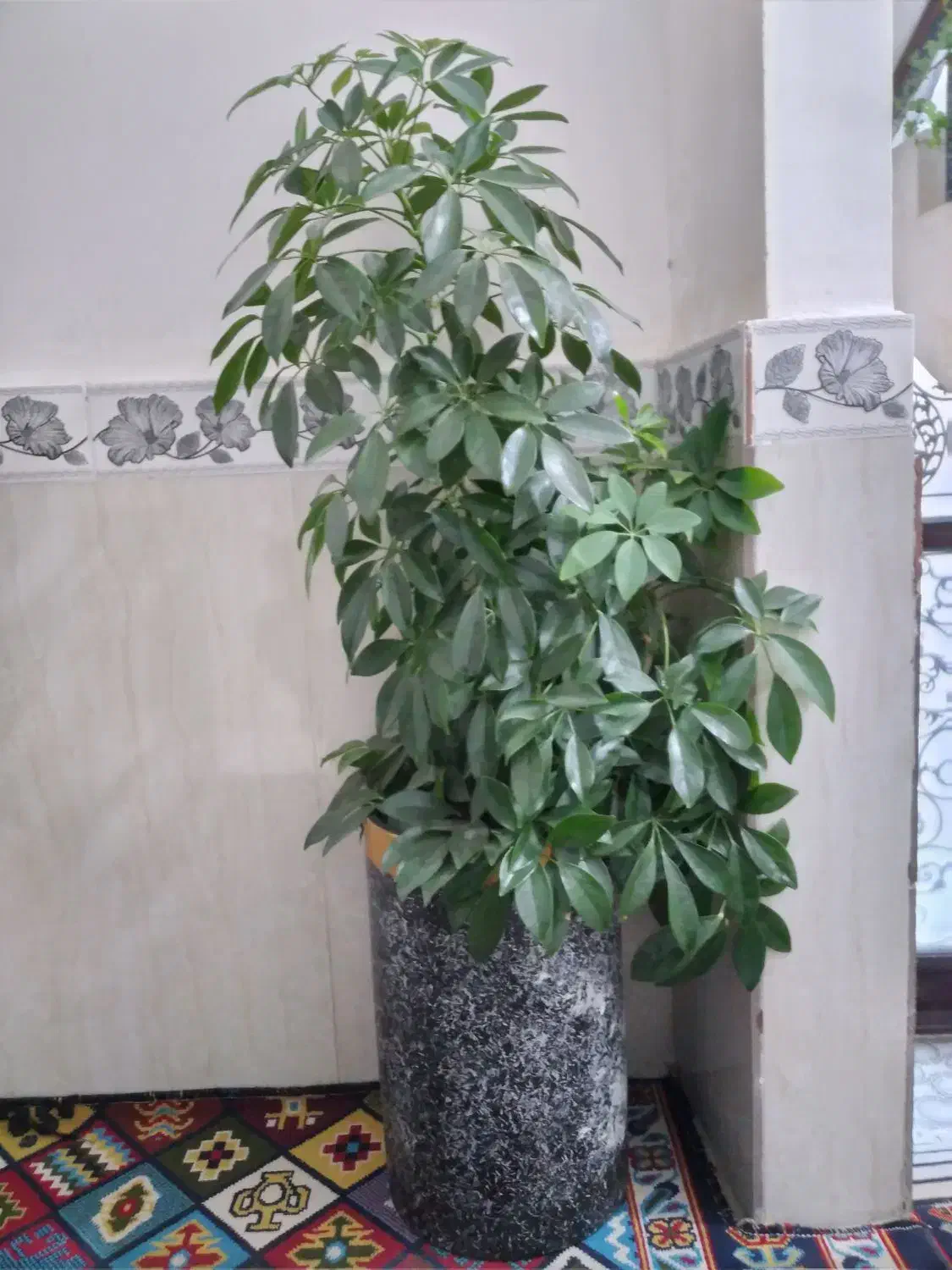 گل طبیعی|گل و گیاه طبیعی|جوانرود, |دیوار