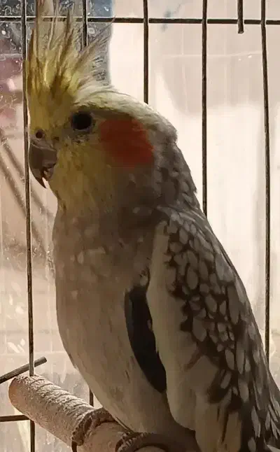 عروس هلندی|پرنده|شاهین‌شهر, فدک|دیوار