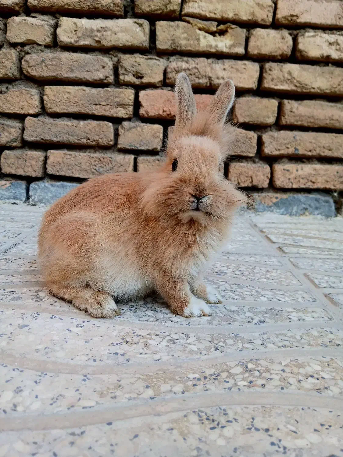 خرگوش لوپ خوشگل و خوشرنگ|موش و خرگوش|شهرکرد, |دیوار