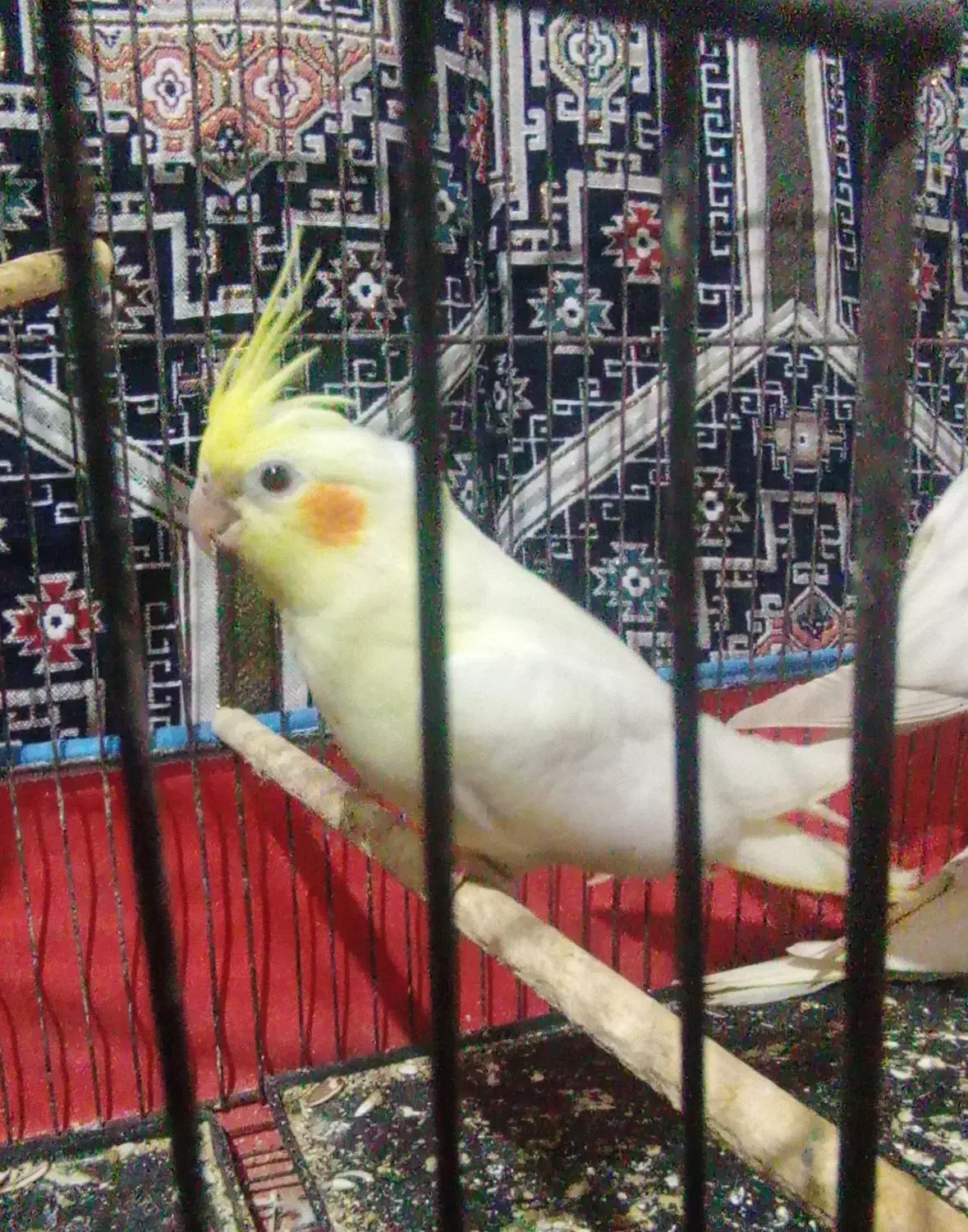 عروس|پرنده|سیرجان, |دیوار