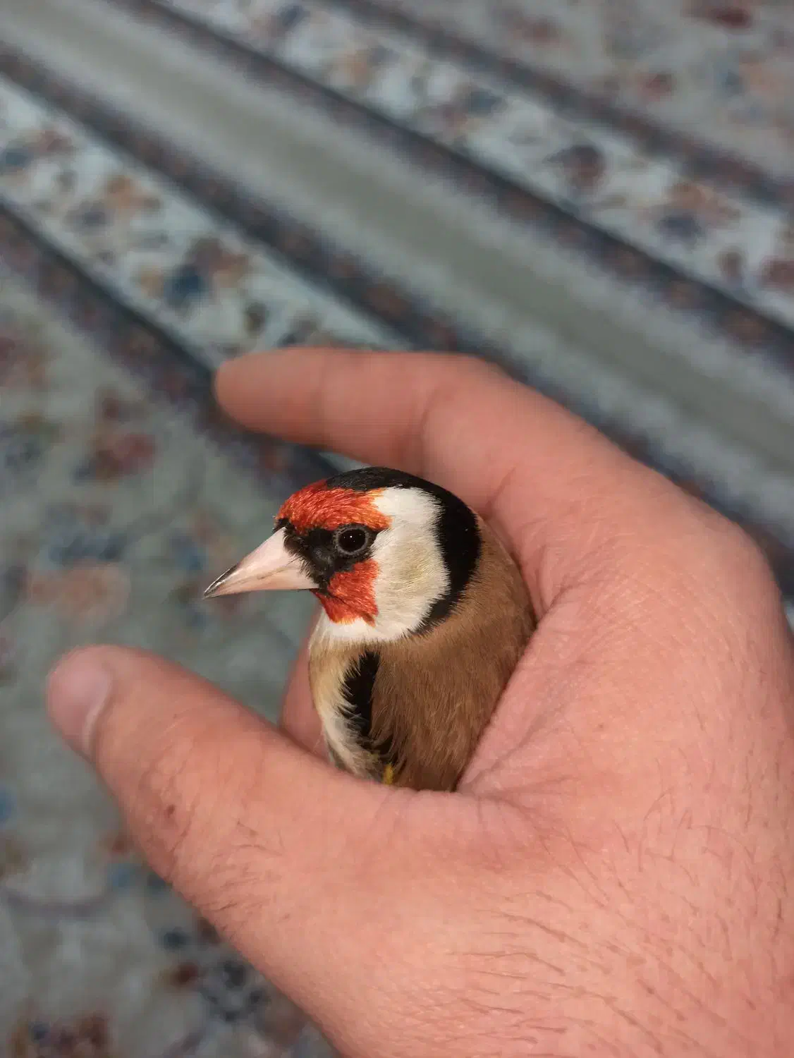 سهره|پرنده|مریوان, |دیوار