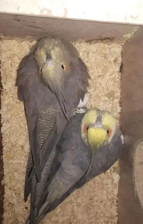 عروس هلندی تک و جفت گلباقالی و سینامون جفت|پرنده|قم, ارم|دیوار