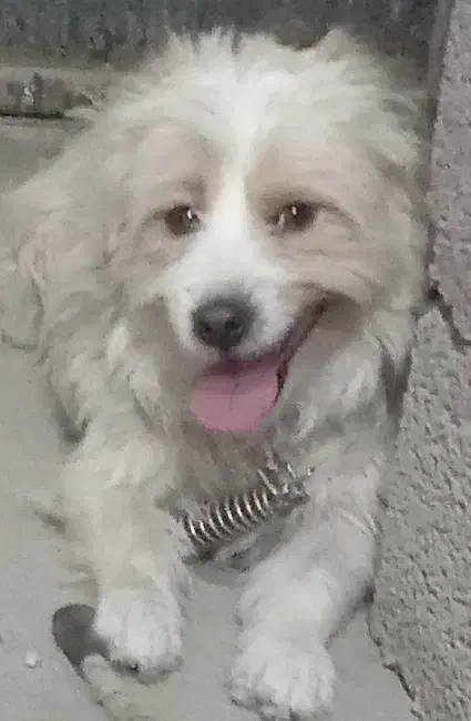 سگ پاکوتاه|سگ|گلبهار, شهر جدید گلبهار|دیوار