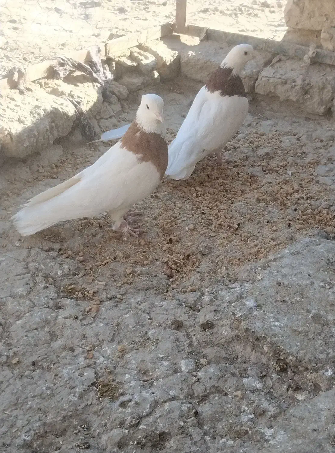 کبوتر طوقی|پرنده|هامون, |دیوار