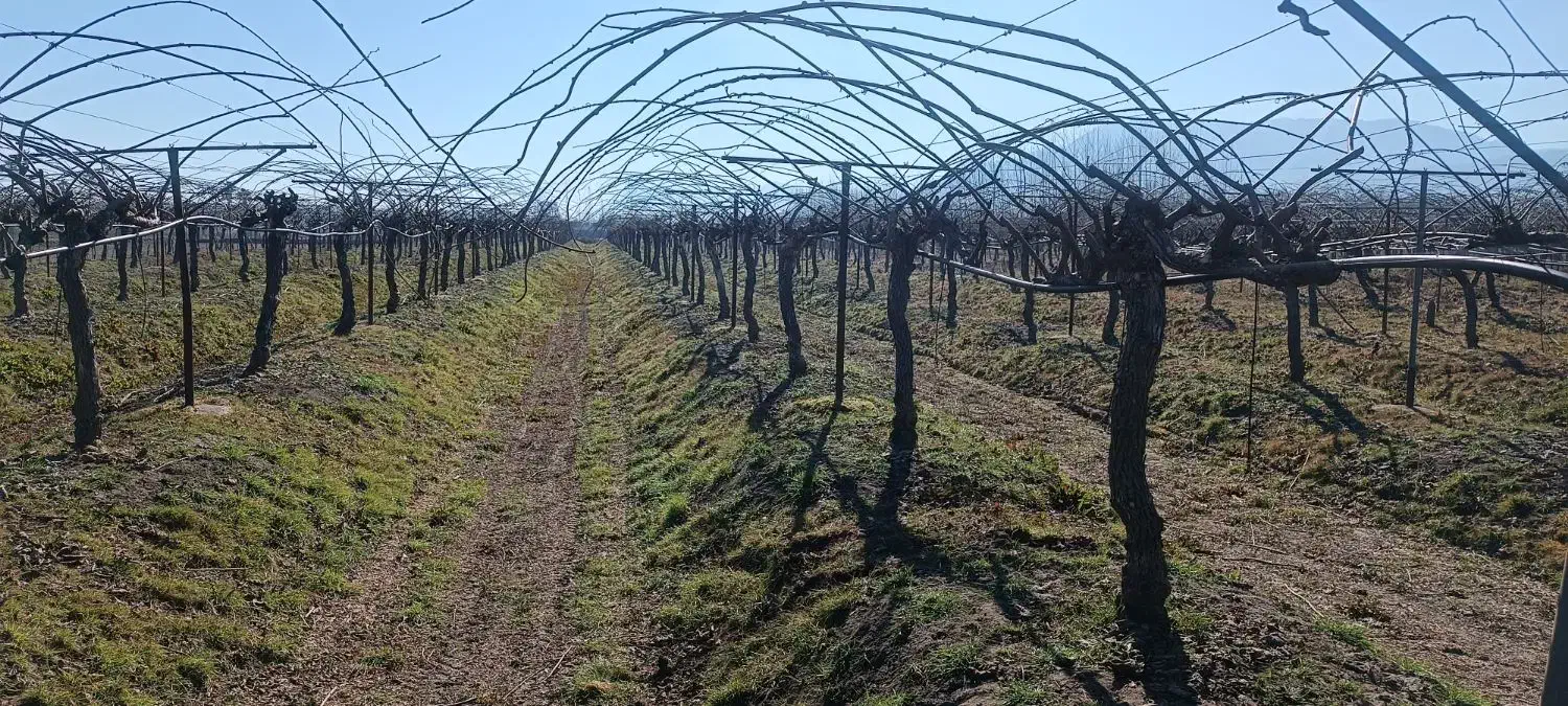 علف تراشی|خدمات باغبانی و درختکاری|نشتارود, |دیوار