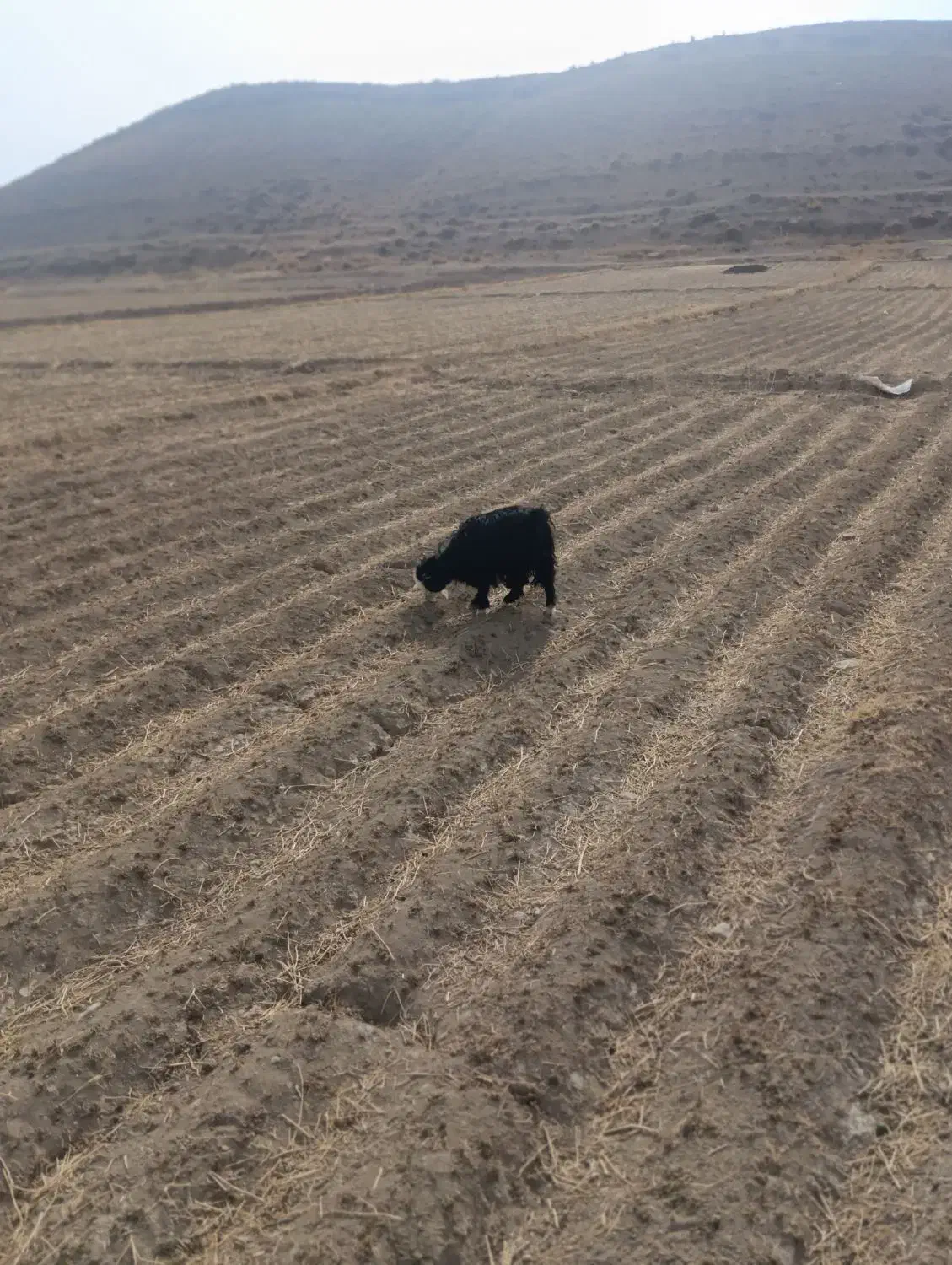 بز غاله بره میش|حیوانات مزرعه|داران, |دیوار