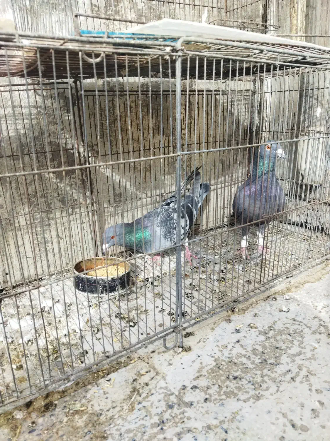 کبوتر گرفتنی نامور پلاکی|پرنده|همدان, |دیوار