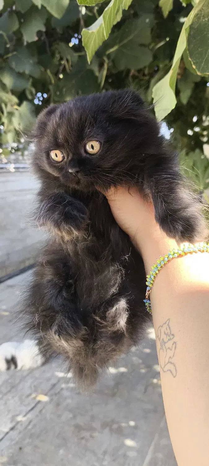 توله گربه نژاددار|گربه|شیراز, تندگویان|دیوار