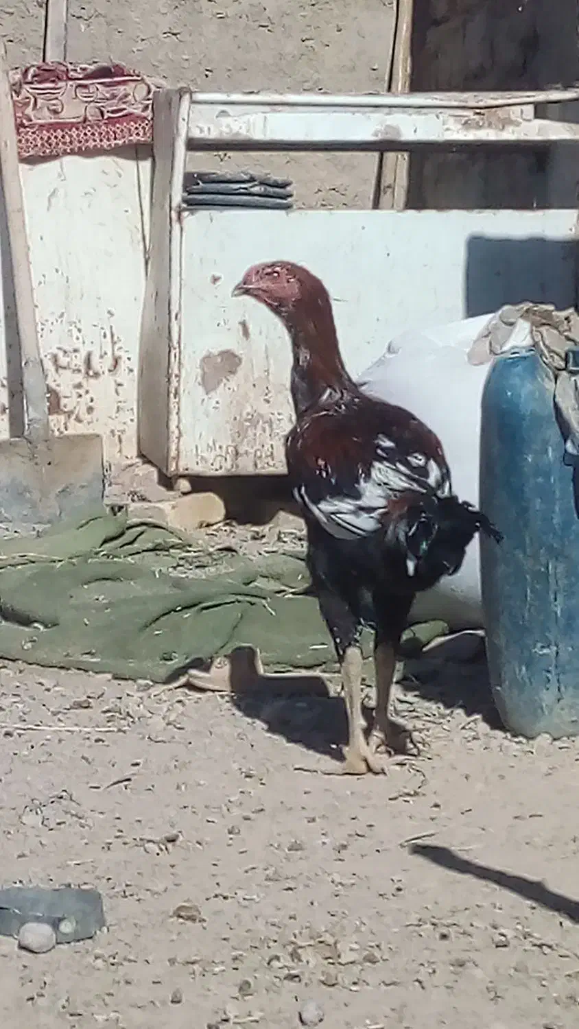 جوجه خروس لاری|حیوانات مزرعه|خمک, |دیوار