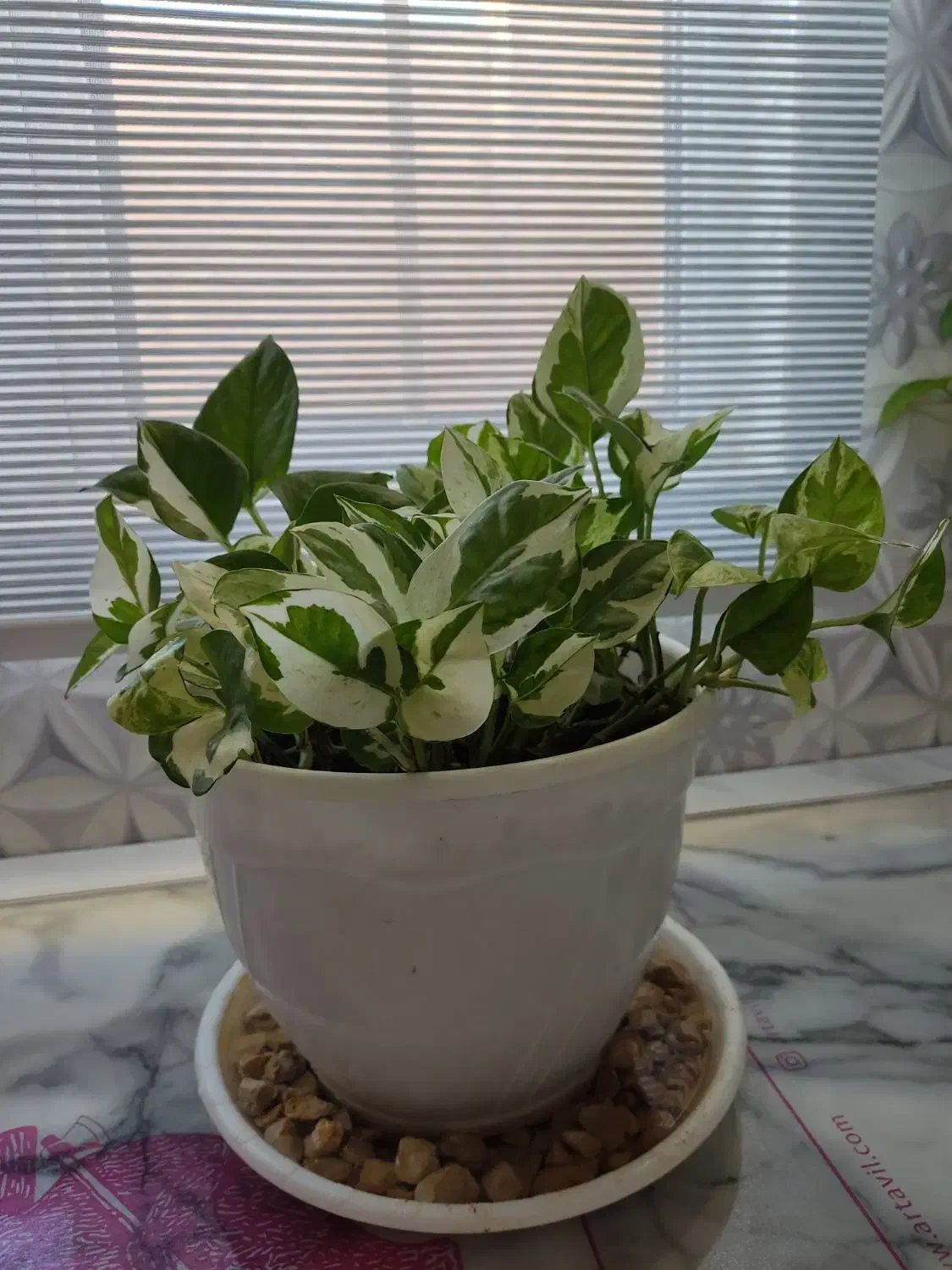 گل طبیعی|گل و گیاه طبیعی|نظرآباد, رسالت|دیوار