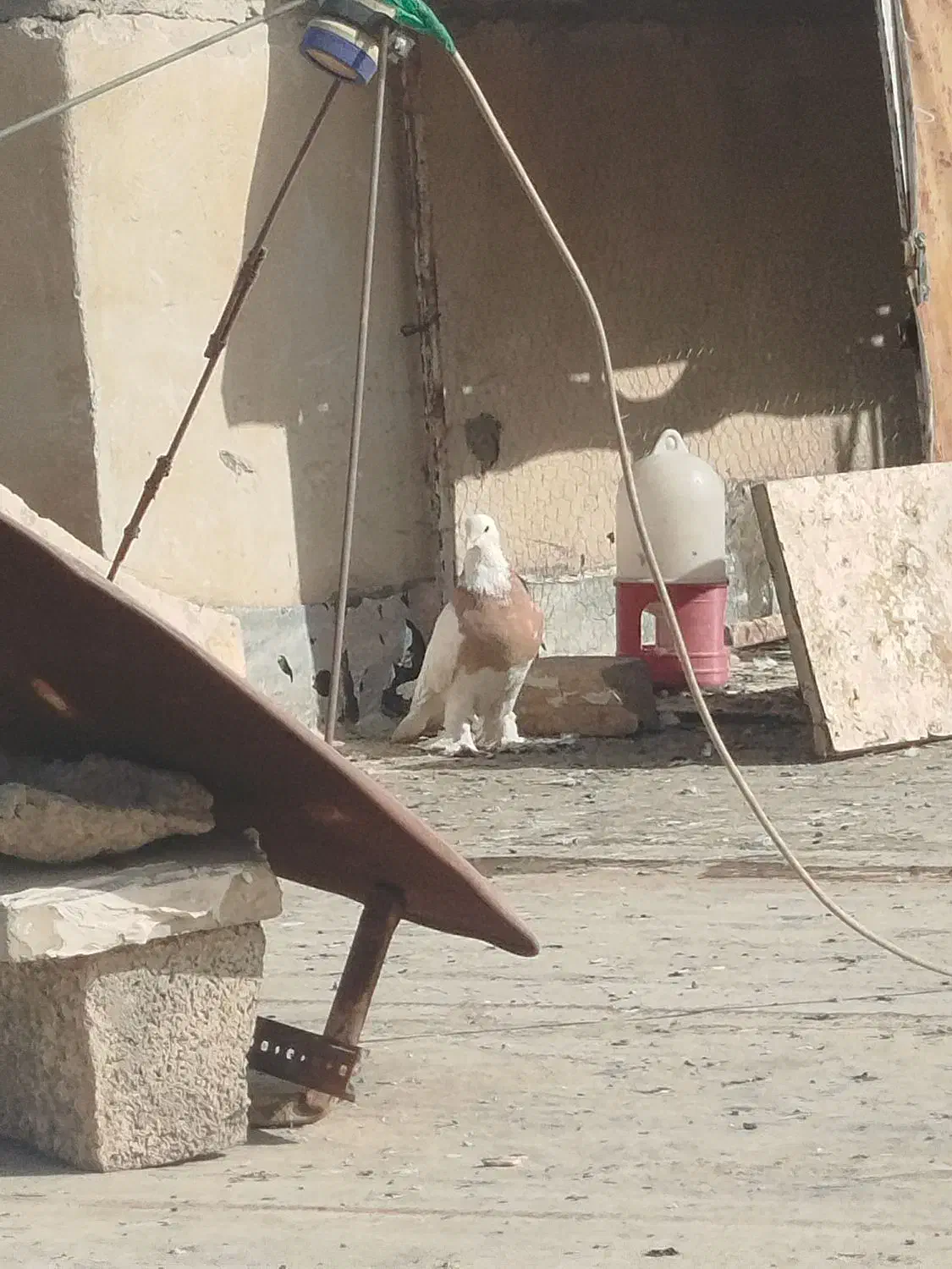 جفت طوقی نر و ماده درجه یک الما سی و زرد|پرنده|فولادشهر, مسکن مهر فولادشهر|دیوار