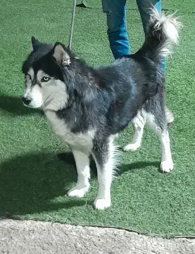 هاسکی (سیبرین)|سگ|ورامین, ورامین|دیوار