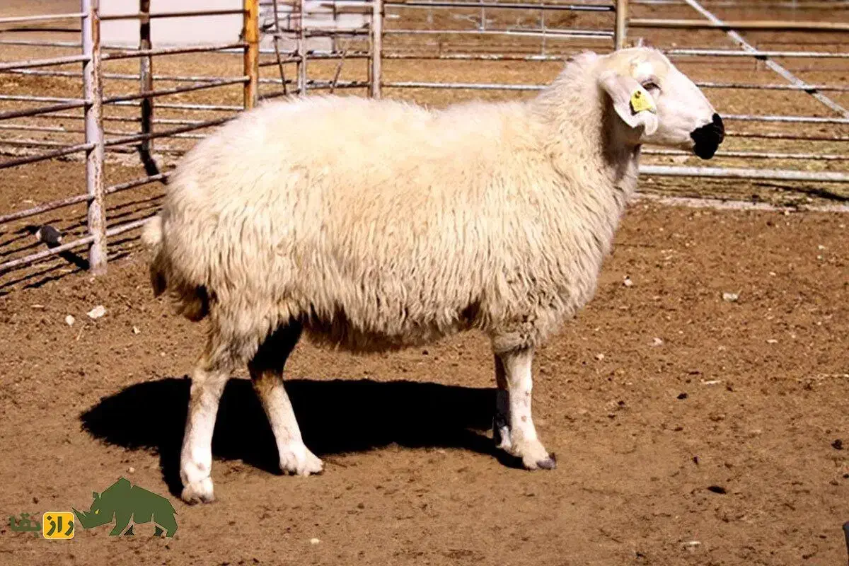 فروش گوسفند ( بره) کشتاری (عمده و خرده)|حیوانات مزرعه|یزد, |دیوار