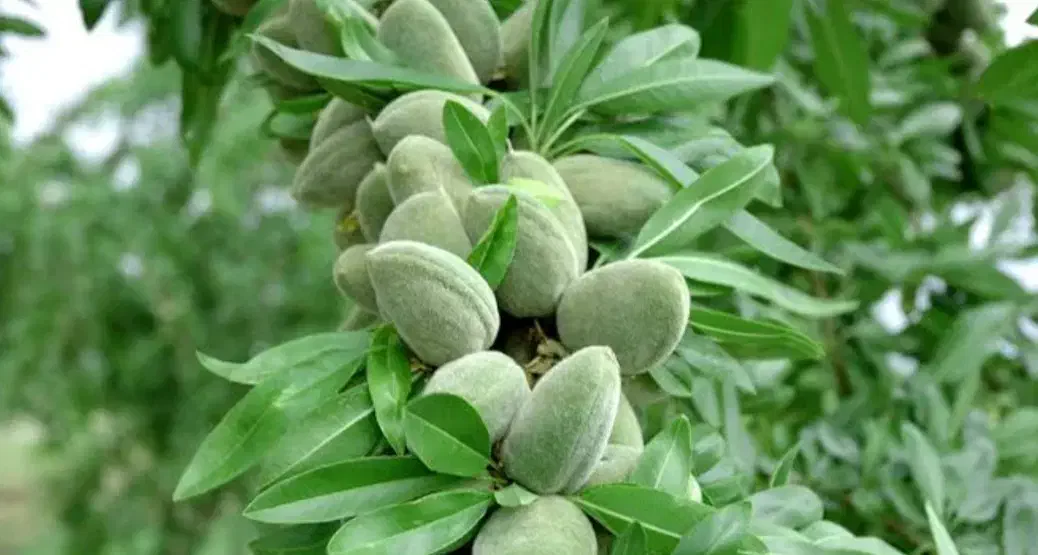 نهالستان صنوبر اصلاح شده گردو و بادام|خدمات باغبانی و درختکاری|کاشان, فاز ۱ ناجی آباد|دیوار