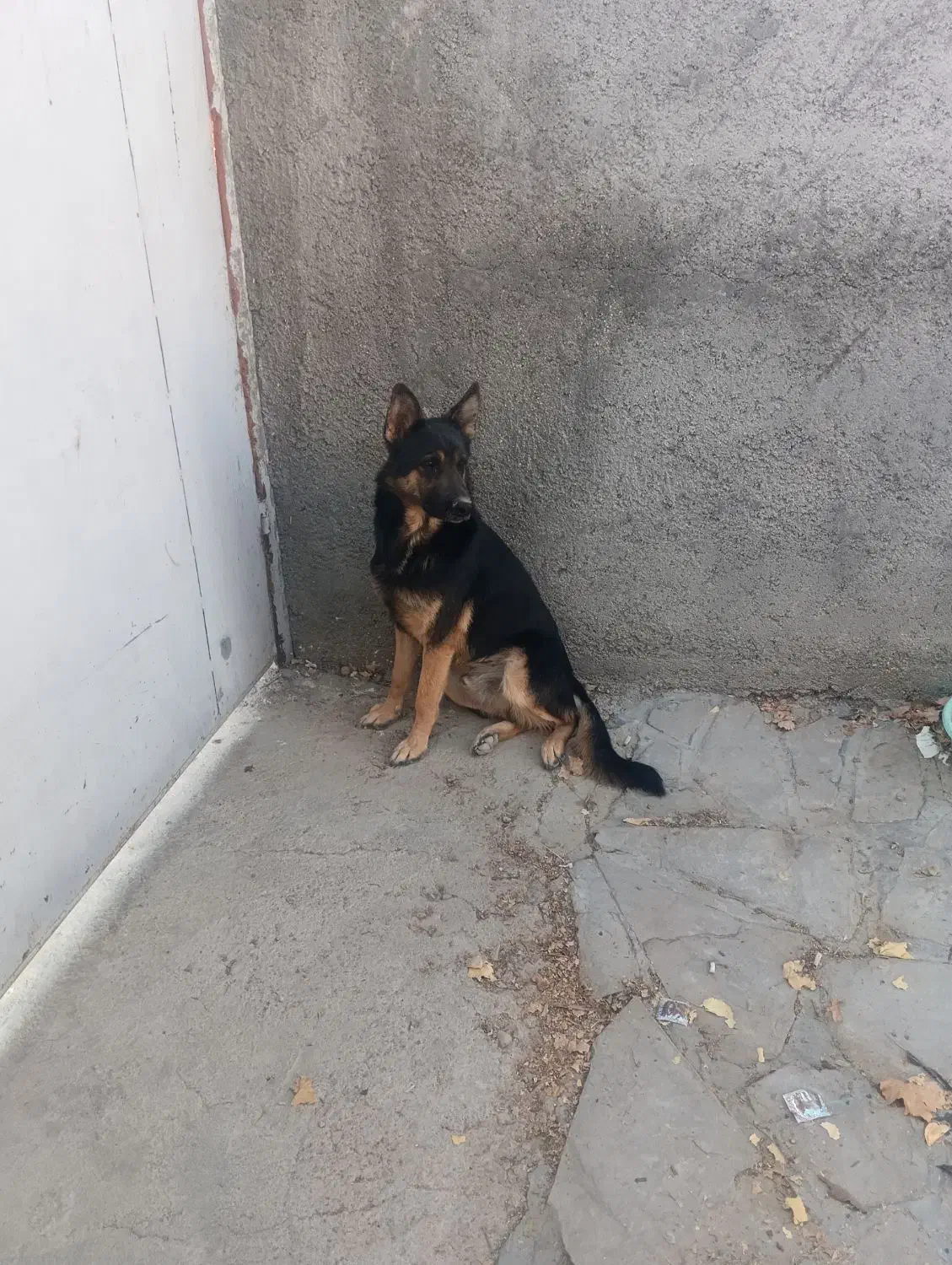 سگ ژرمن فروش یا معاوضه|سگ|دماوند, دماوند|دیوار