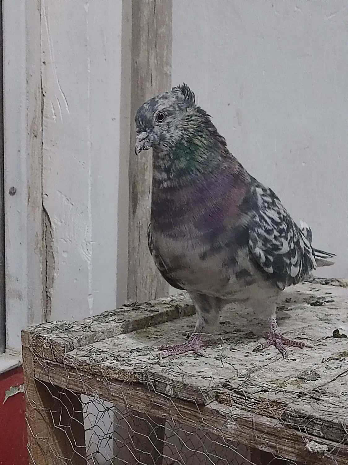 نر سرور|پرنده|خمینیشهر, |دیوار