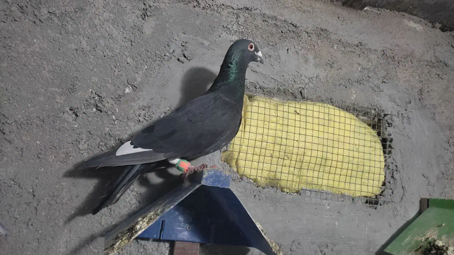 کبوتر|پرنده|سربیشه, |دیوار